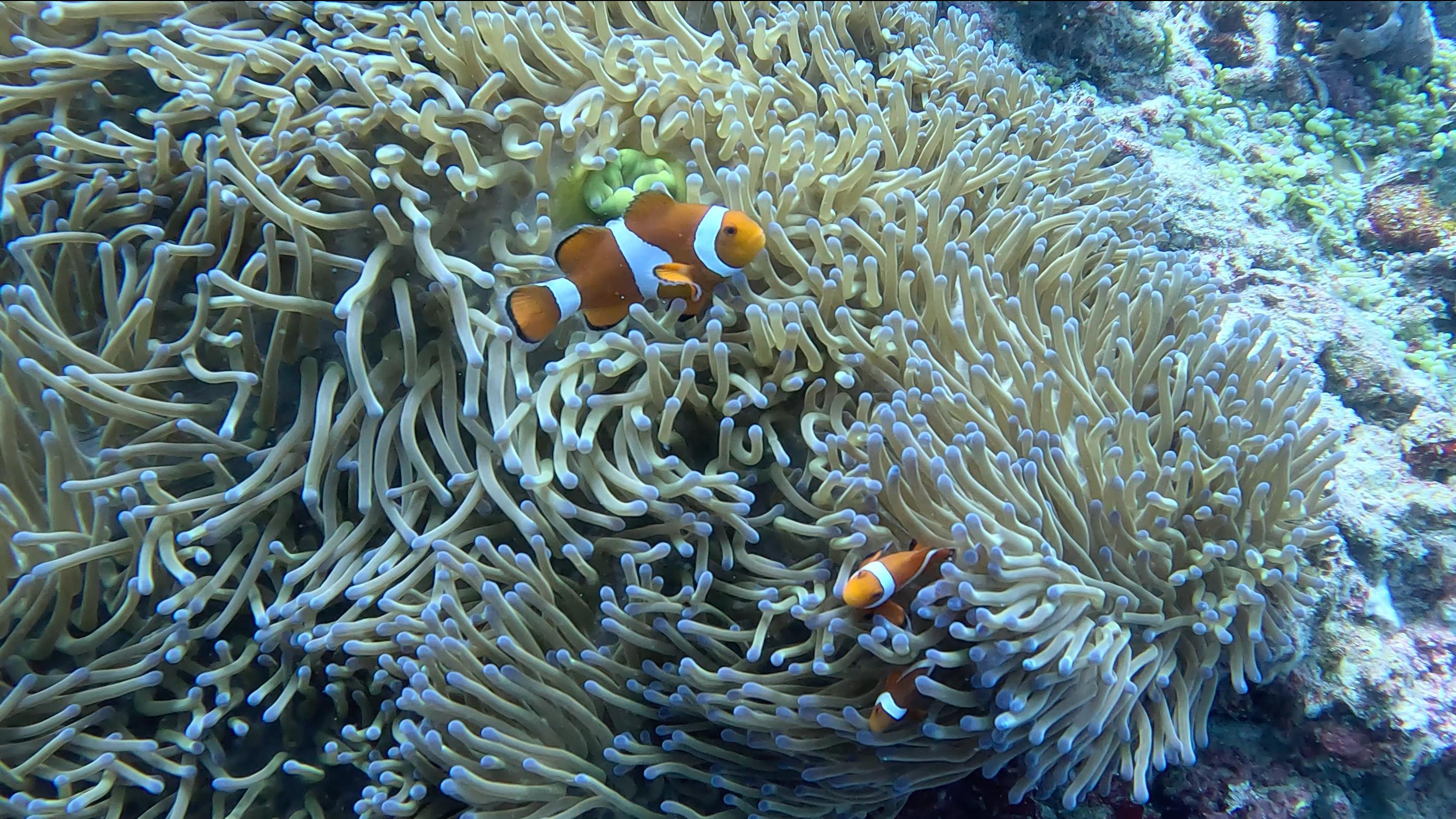 體驗水肺潛水