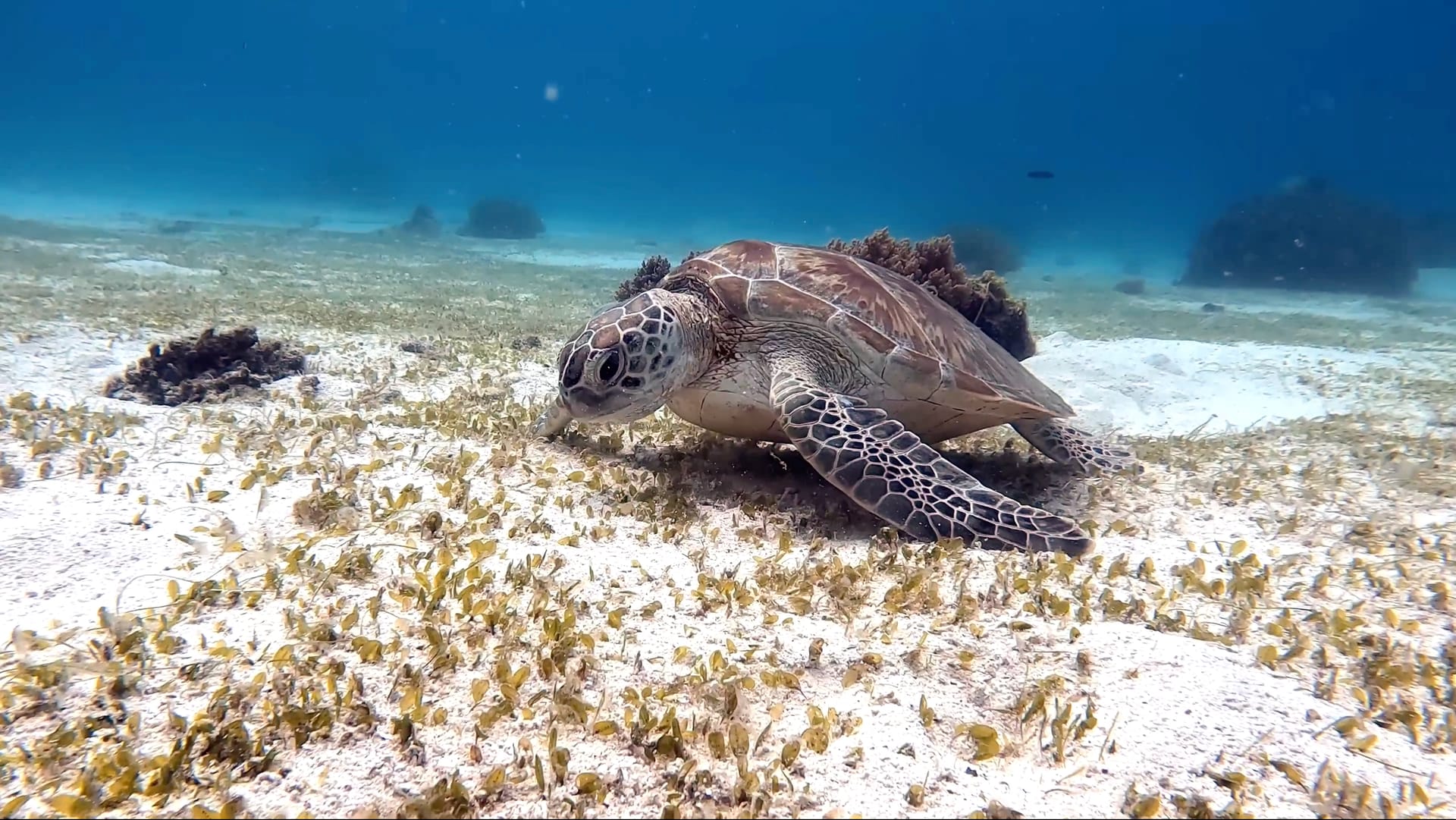 Sea turtle gliding through sunlit waters · Hong Kong scuba diving